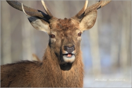<p>JELEN LESNÍ (Cervus elaphus) obora /Red deer - Rothirsch/</p>
